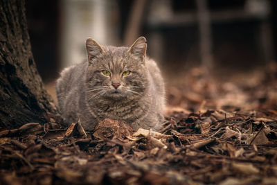 Portrait of cat