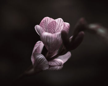 Close-up of blue flower against black background