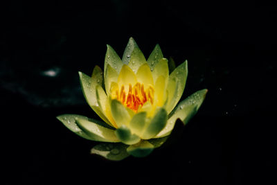 Close-up of yellow flower floating on water