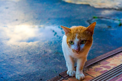 Portrait of cat sitting outdoors