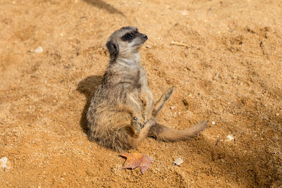 Meerkat on land