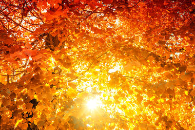 Low angle view of sunlight streaming through tree during autumn