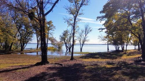Trees by lake against sky