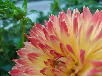 Close-up of red flower