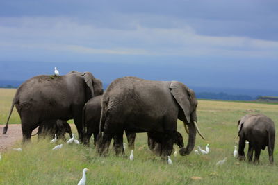 Sheep grazing on grassy field