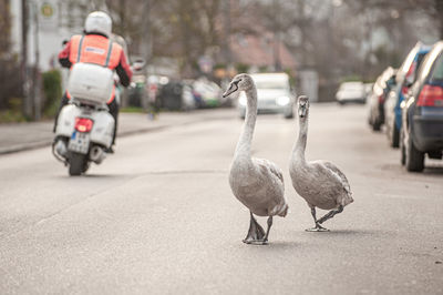 Two young swans walking  on bustling road in tübingen