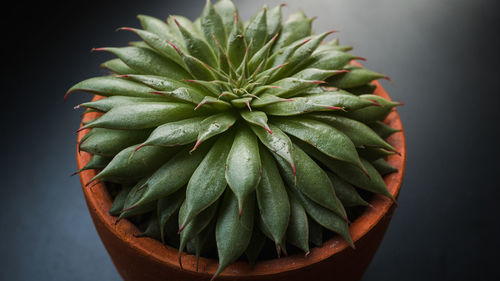 Close-up of succulent plant against black background