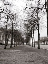 Bare trees in park against sky