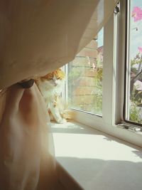 Cat relaxing on window sill0