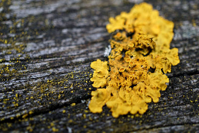 Close-up of yellow maple leaves on moss