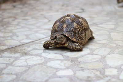 Close-up of a lizard on tiled floor