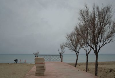 Bare trees on beach against sky