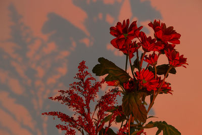 Low angle view of red flowering plant