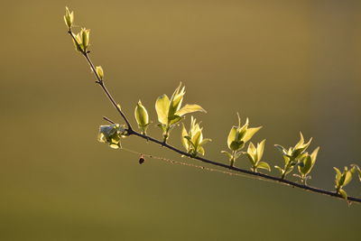 Close-up of flowering plant