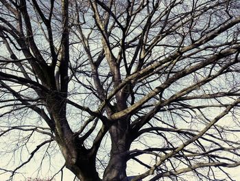 Low angle view of bare tree against sky