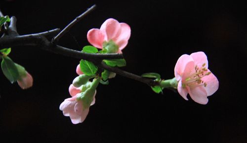 Close-up of pink flowers against black background