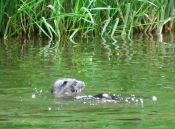 Duck swimming in lake