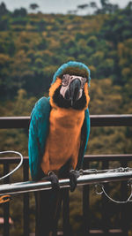 Close-up of parrot