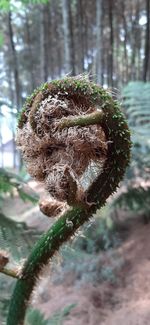 Close-up of plant growing on tree trunk