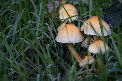 Close-up of mushrooms growing on field