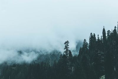 Trees in forest against sky