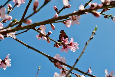 Low angle view of cherry blossoms against sky