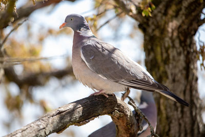 Low angle view of bird perching on tree