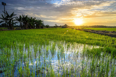 Agricultural field against cloudy sky during sunset