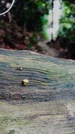 Close-up of insect on wood