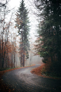 Trees growing by empty road during autumn at forest