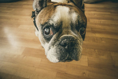 Close-up portrait of a dog