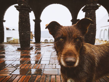 Brown dog looking at the camera