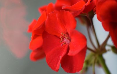 Close-up of red flower