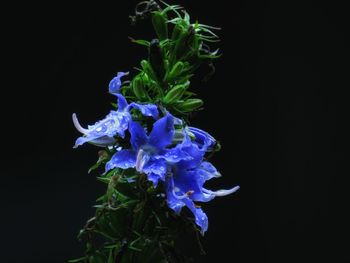 Close-up of blue flower against black background