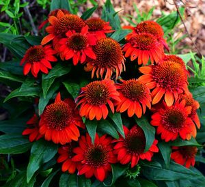 Close-up of red flowering plants