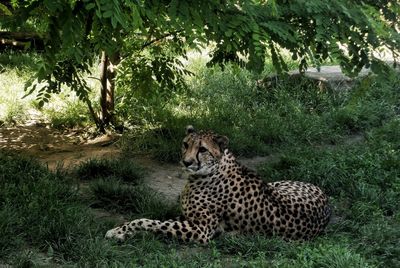 Cheetah relaxing on grass