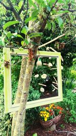 Close-up of flower tree against window