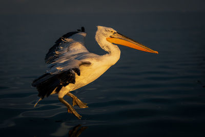 Pelican on lake