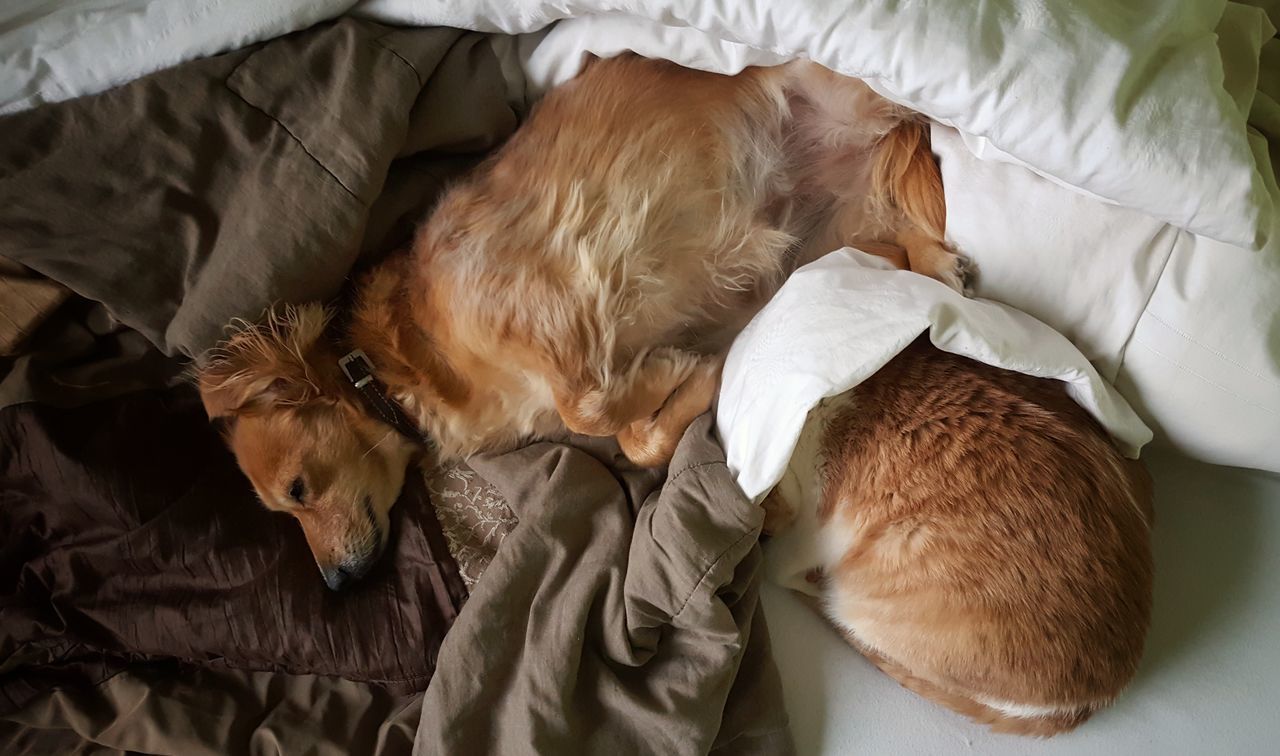 Cat and dog in bed