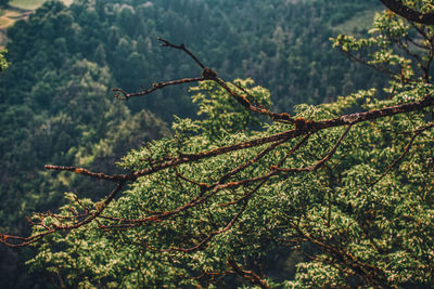 Close-up of plant growing in forest