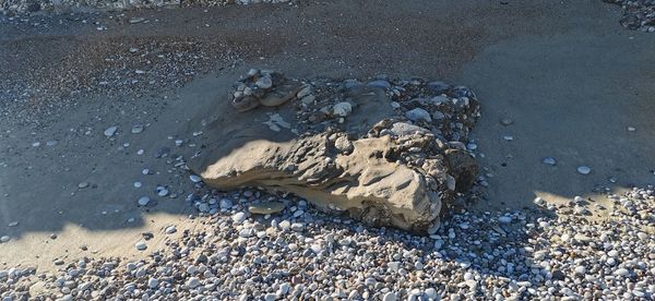 High angle view of shell on beach