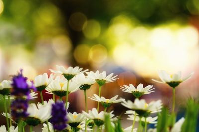 Close-up of flowers