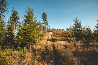 Forest trail leading through the beskydy mountains. open space in a clearing with blue sky