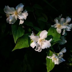 Close-up of white flowers blooming outdoors