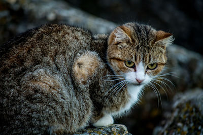Close-up of cat sitting on rock