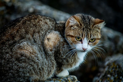 Close-up portrait of cat