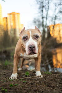 Close-up portrait of a dog on field