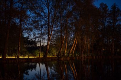 Reflection of trees in lake