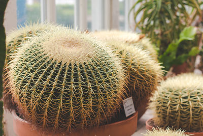 Close-up of cactus plant