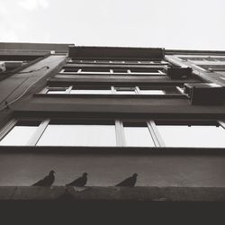 Low angle view of birds perching on roof against sky